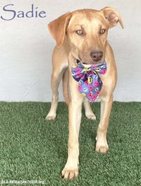 Sadie - Photo 1