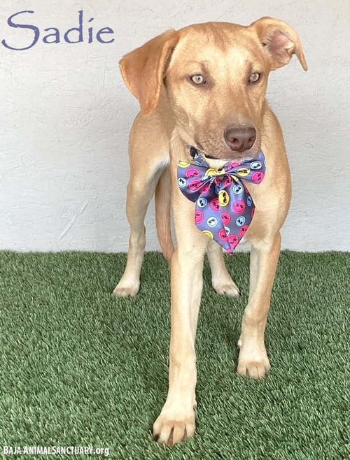 SADIE - Yellow Labrador Retriever / Weimaraner available for adoption