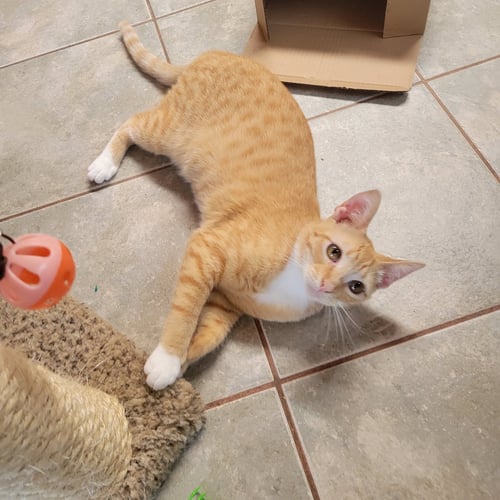 MARTY - Tabby available for adoption
