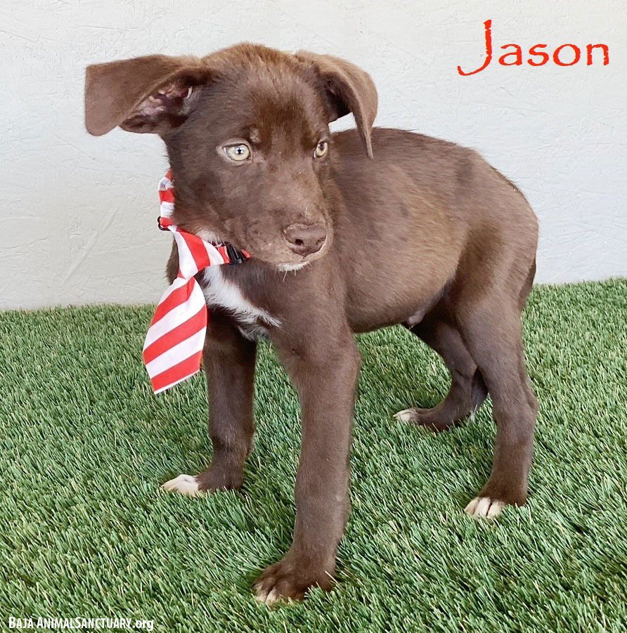 JASON - Chocolate Labrador Retriever available for adoption
