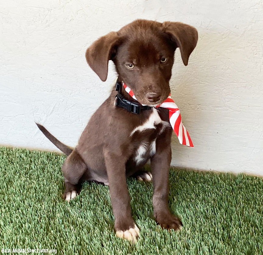 JASON - Chocolate Labrador Retriever available for adoption