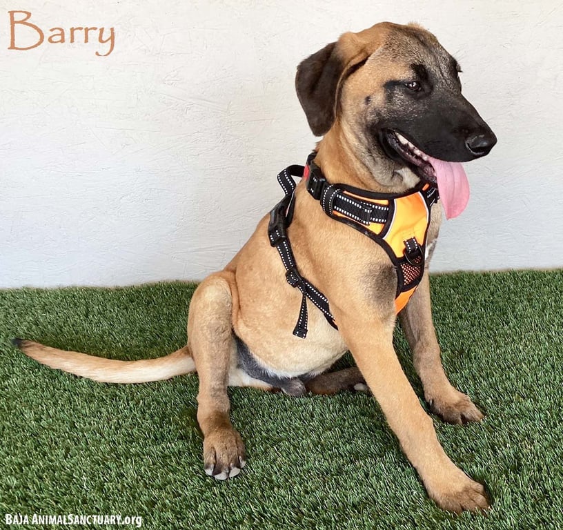 Barry Image