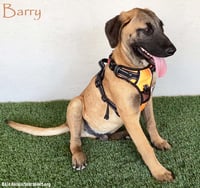 Barry - Photo 1