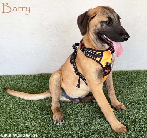 BARRY - Black Mouth Cur available for adoption
