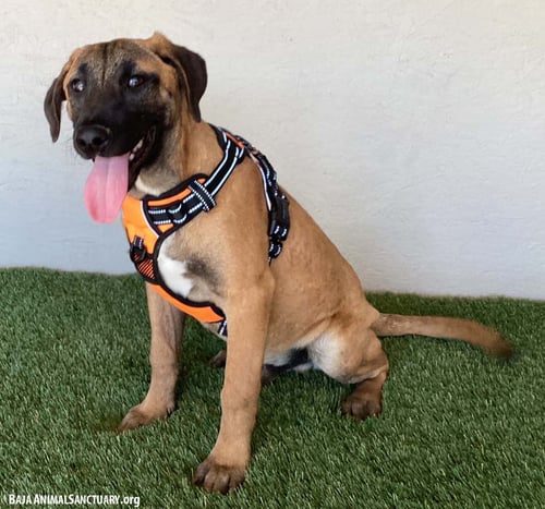 BARRY - Black Mouth Cur available for adoption