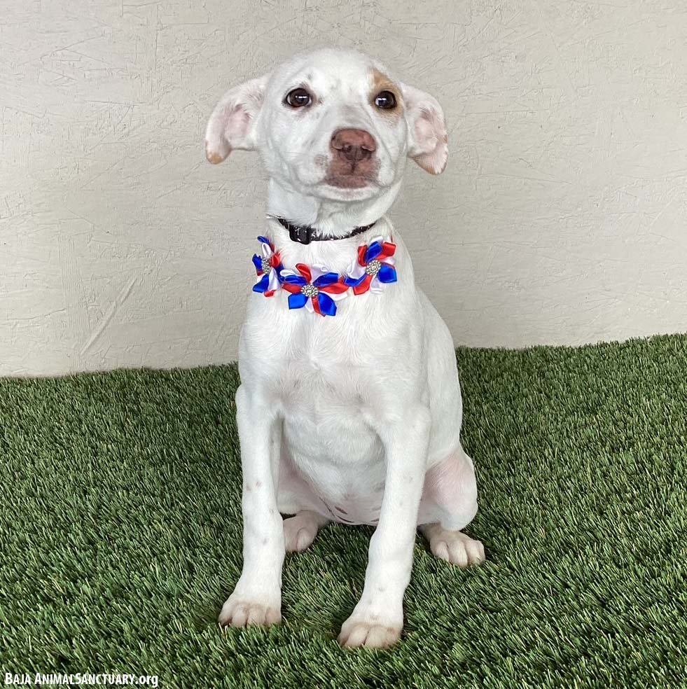 BLANCA - Labrador Retriever available for adoption