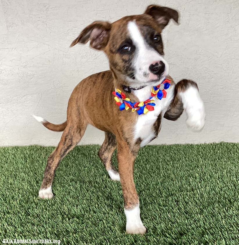 TRUDY - Plott Hound / Labrador Retriever available for adoption