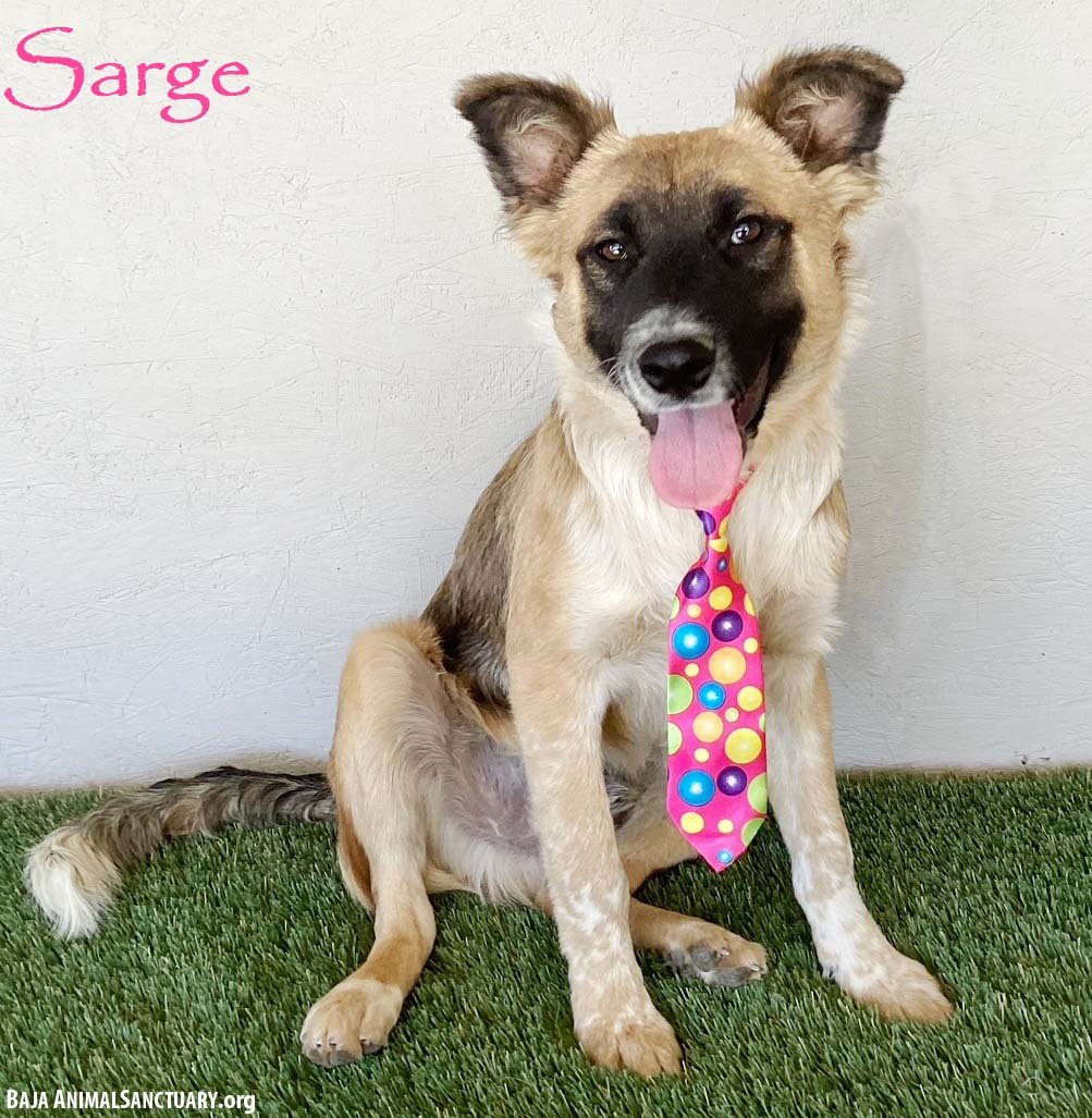 SARGE - German Shepherd Dog / Border Collie available for adoption