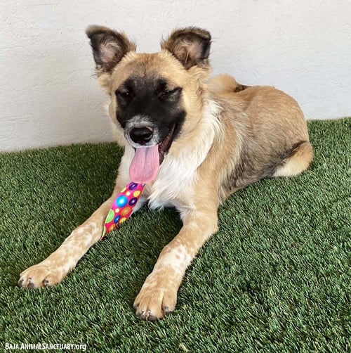 SARGE - German Shepherd Dog / Border Collie available for adoption