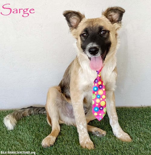 SARGE - German Shepherd Dog / Border Collie available for adoption