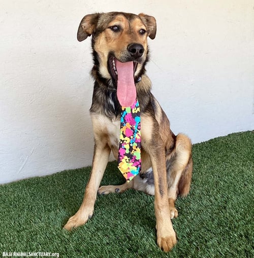 BRODY - German Shepherd Dog / Labrador Retriever available for adoption