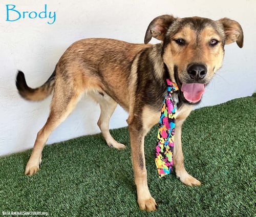 BRODY - German Shepherd Dog / Labrador Retriever available for adoption