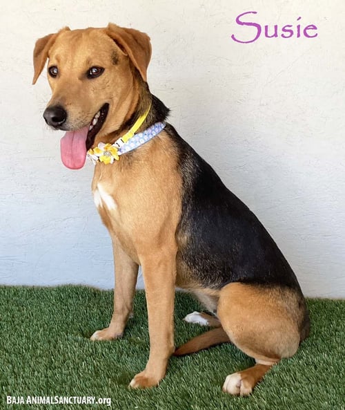 SUSIE - Labrador Retriever / Shepherd available for adoption