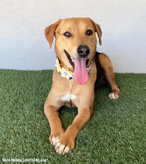 SUSIE - Labrador Retriever / Shepherd available for adoption