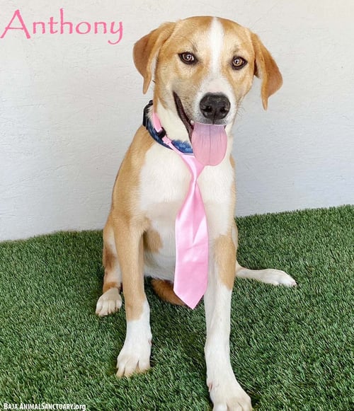 ANTHONY - Labrador Retriever / Beagle available for adoption