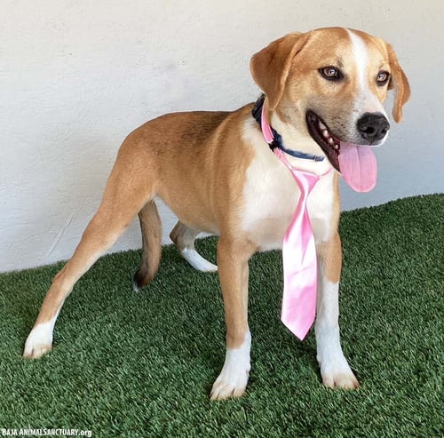 ANTHONY - Labrador Retriever / Beagle available for adoption