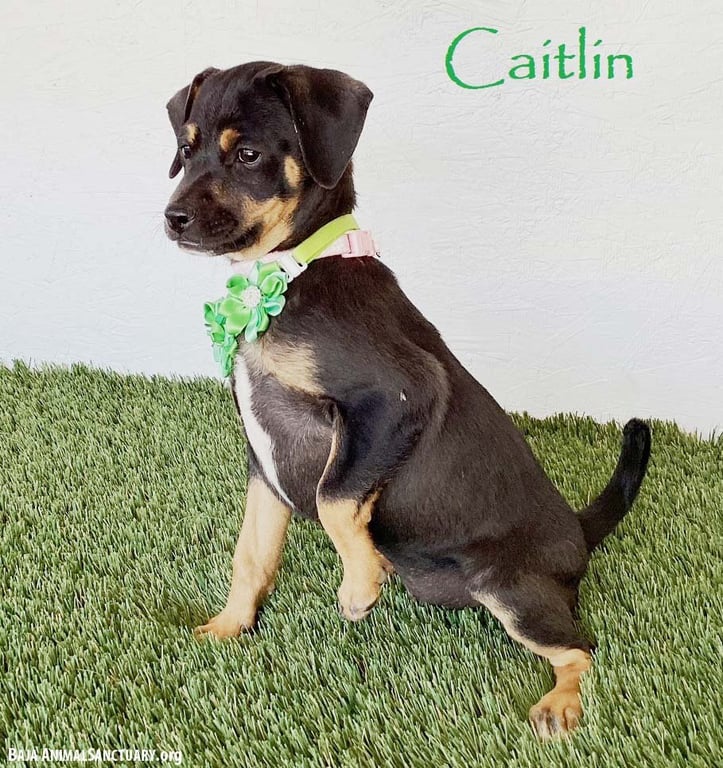Caitlin Image
