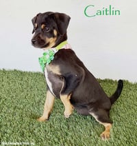 Caitlin - Photo 1