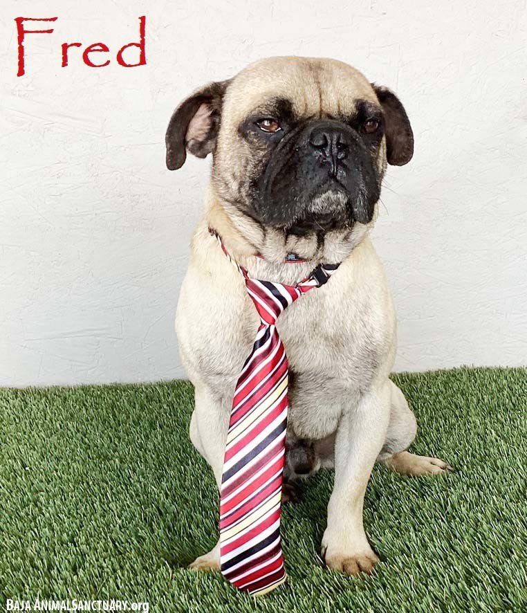 FRED - Pug available for adoption