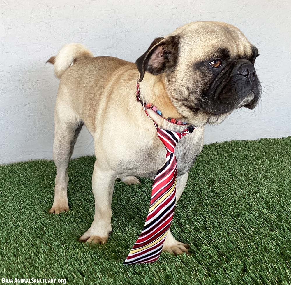 FRED - Pug available for adoption