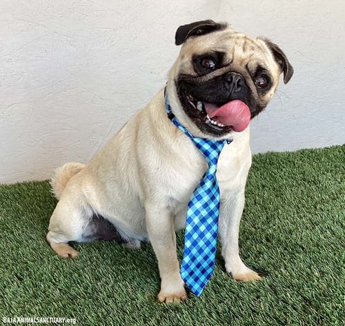 FRANK - Pug available for adoption