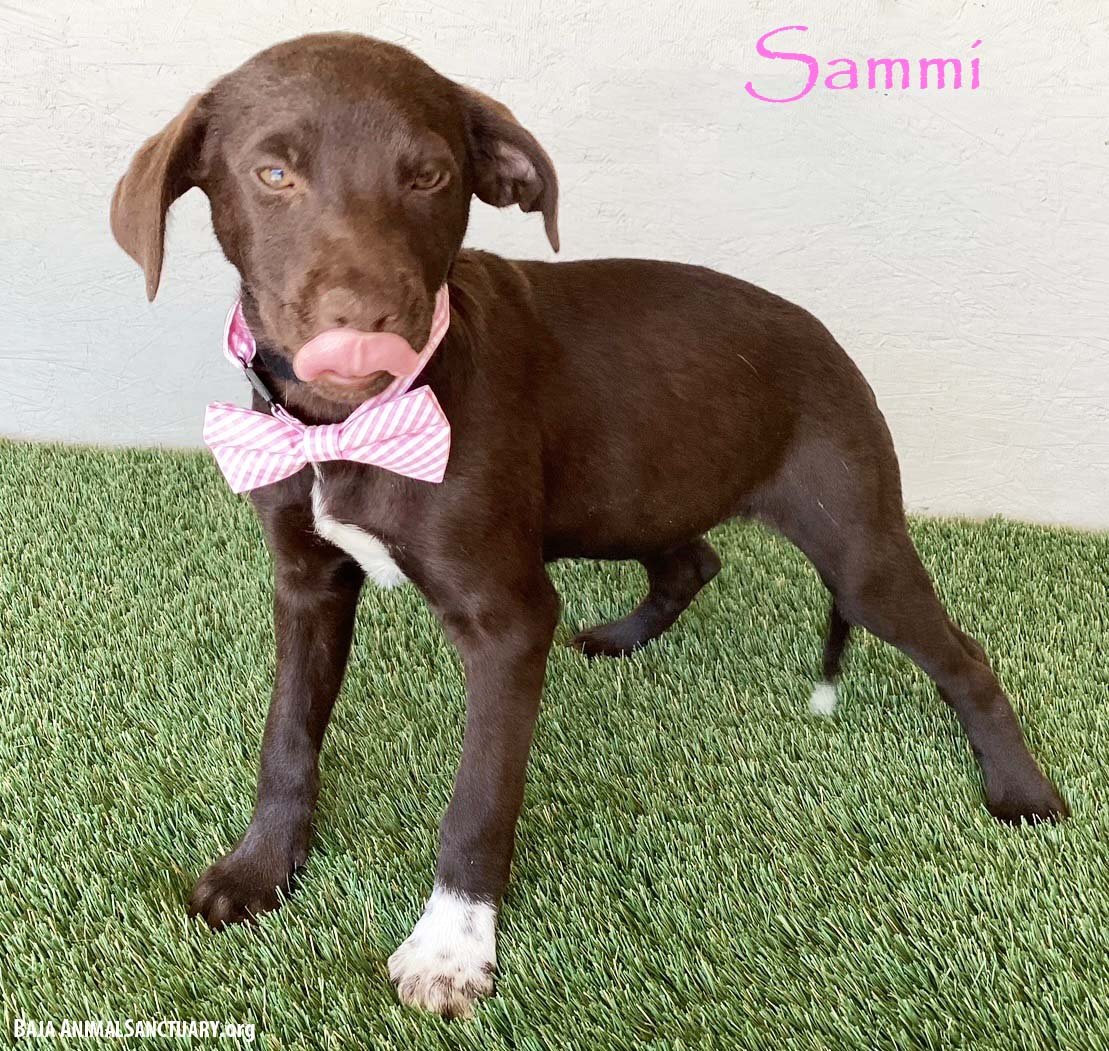 SAMMI - Chocolate Labrador Retriever / Weimaraner available for adoption