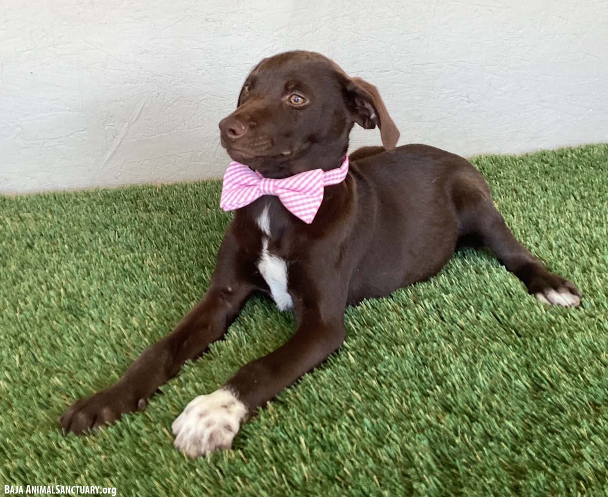 SAMMI - Chocolate Labrador Retriever / Weimaraner available for adoption