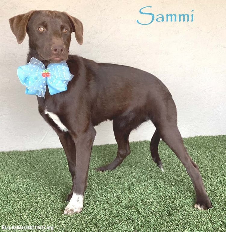 Sammi Image