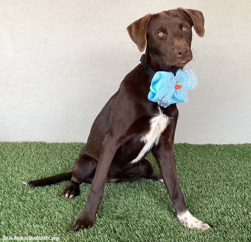 SAMMI - Chocolate Labrador Retriever / Weimaraner available for adoption