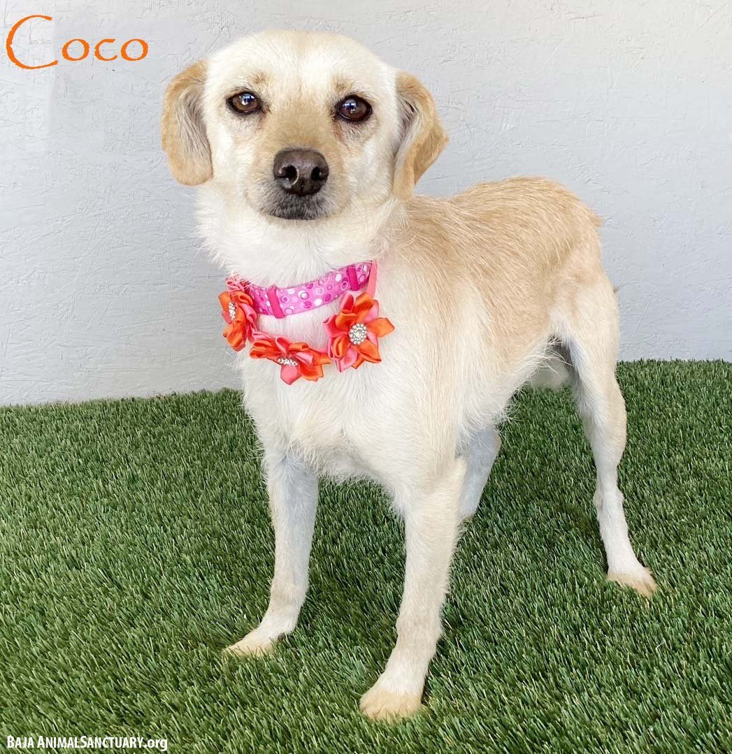 COCO - Terrier available for adoption