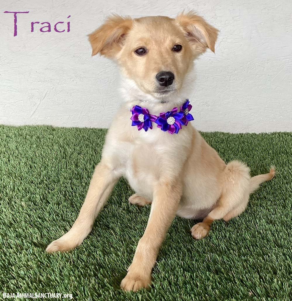 TRACI - Labrador Retriever / Border Collie available for adoption