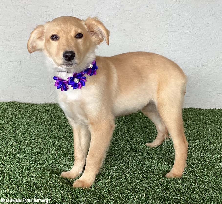 TRACI - Labrador Retriever / Border Collie available for adoption
