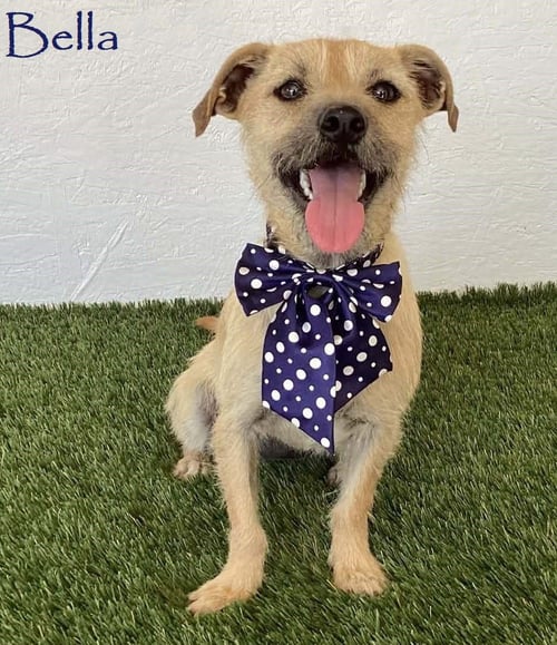BELLA - Norfolk Terrier available for adoption