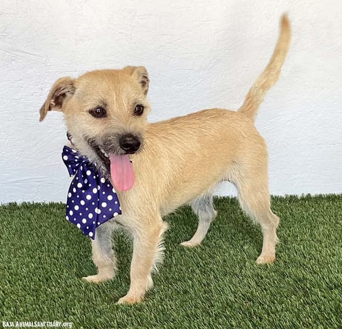 BELLA - Norfolk Terrier available for adoption