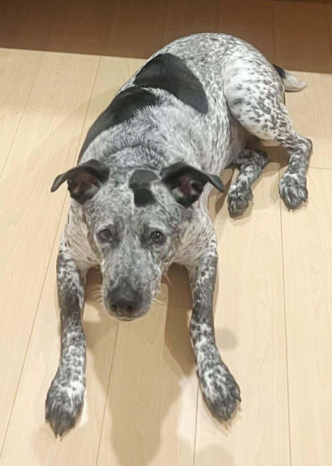 MAYA - German Shorthaired Pointer / Bluetick Coonhound available for adoption