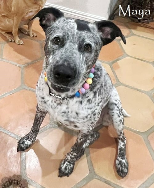 MAYA - German Shorthaired Pointer / Bluetick Coonhound available for adoption