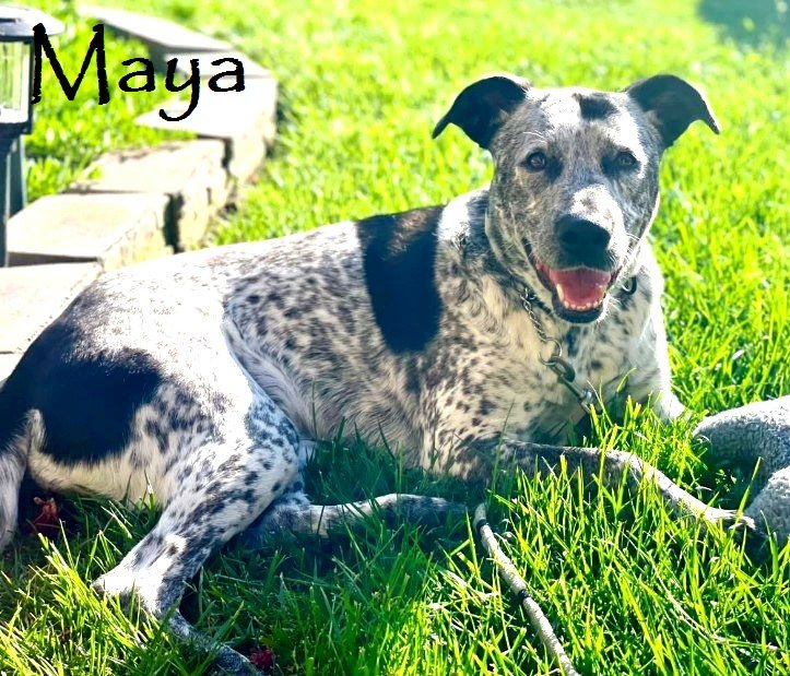 Maya - Photo 4