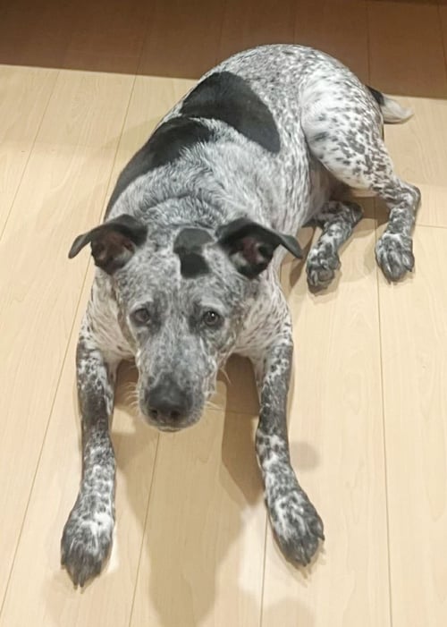 MAYA - German Shorthaired Pointer / Bluetick Coonhound available for adoption