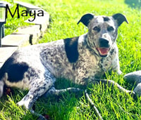 Maya - Photo 4