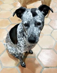 Maya - Photo 3