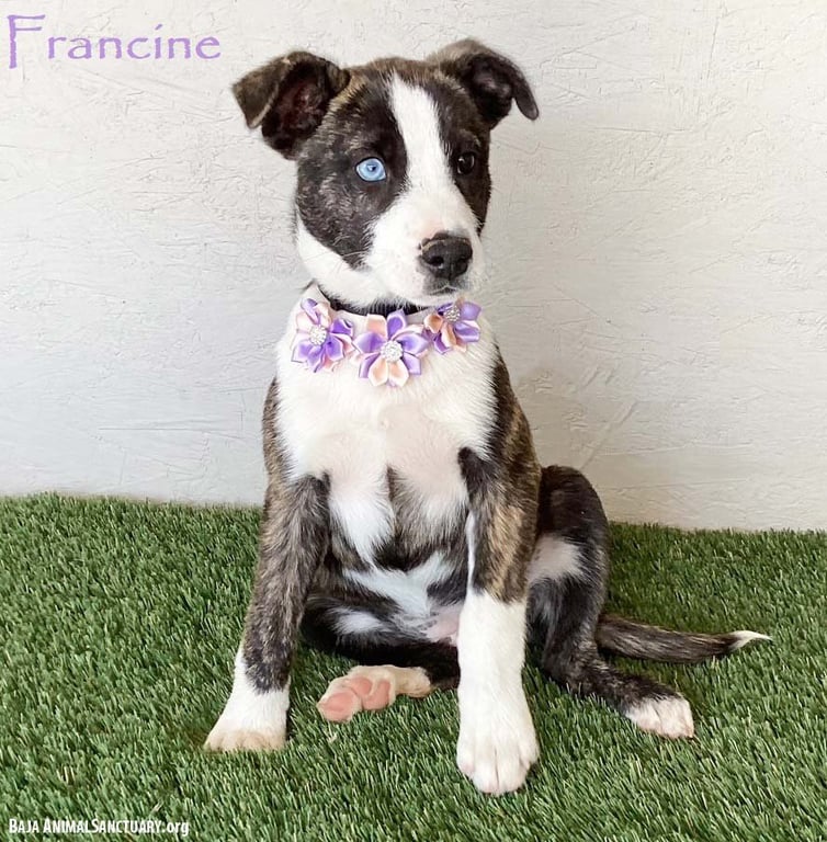 Francine Image