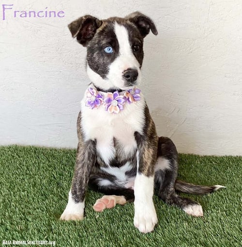 FRANCINE - Australian Cattle Dog/Blue Heeler available for adoption