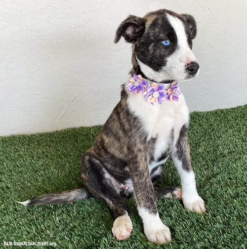 FRANCINE - Australian Cattle Dog/Blue Heeler available for adoption