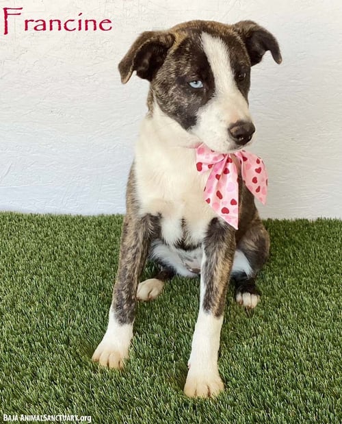 FRANCINE - Australian Cattle Dog/Blue Heeler available for adoption