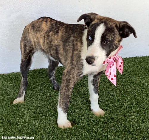 FRANCINE - Australian Cattle Dog/Blue Heeler available for adoption