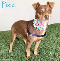 Pixie - Photo 1