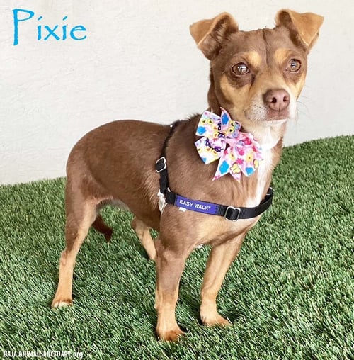 PIXIE - Miniature Pinscher available for adoption