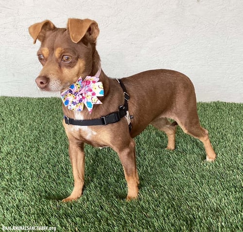 PIXIE - Miniature Pinscher available for adoption