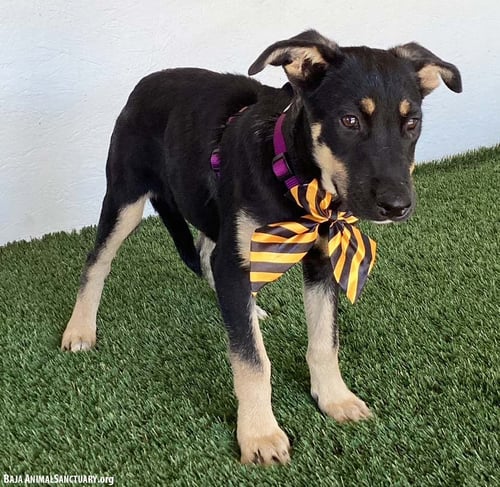 ALLIE - German Shepherd Dog available for adoption