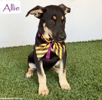 Allie - Photo 1